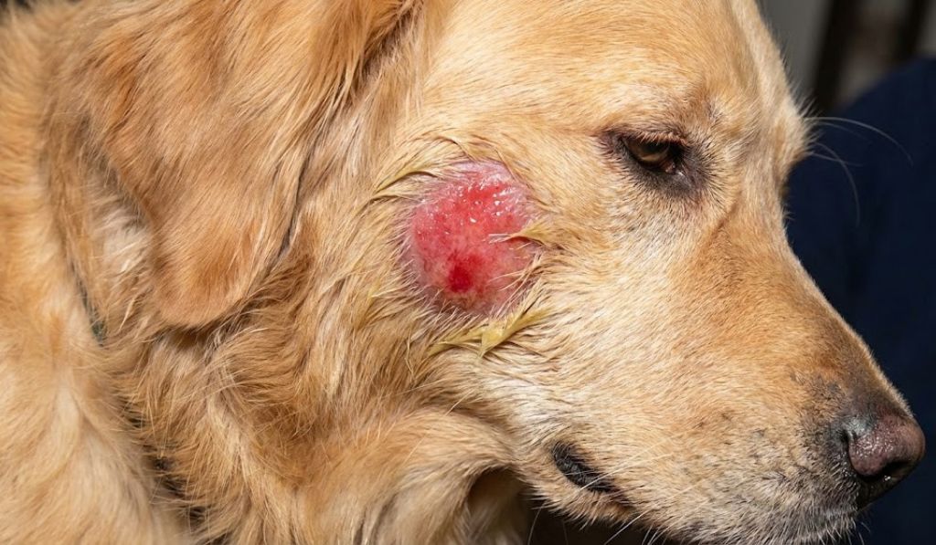 Pictures of Hot Spots on Dogs Complete Guide to Identification and Treatment