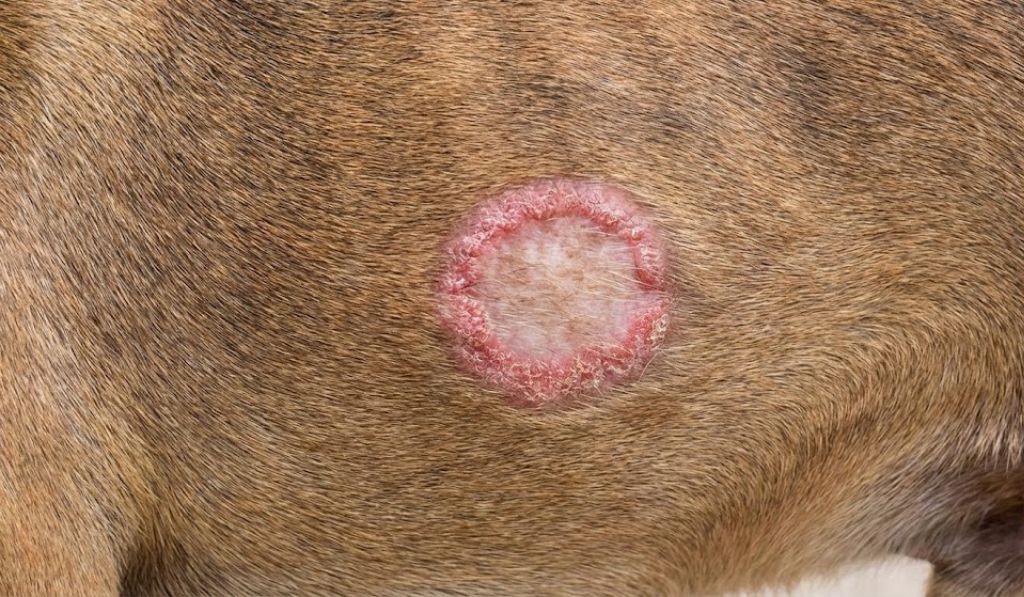 The Symptoms of Ringworm in Dogs
