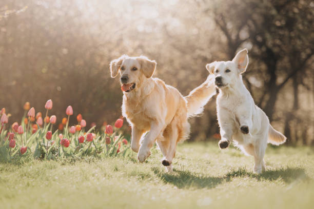Pet Care Image