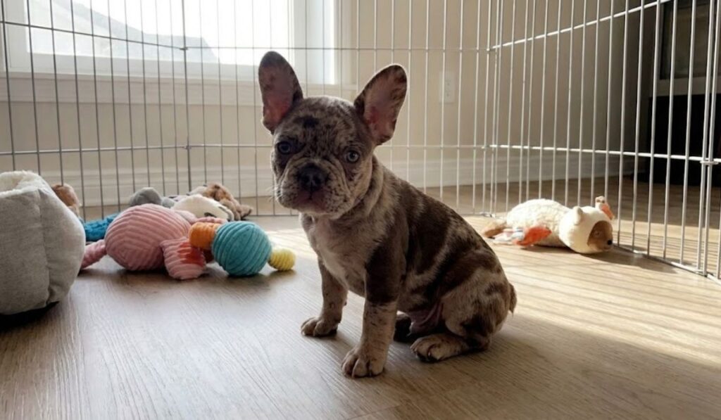 Buying Merle French Bulldogs