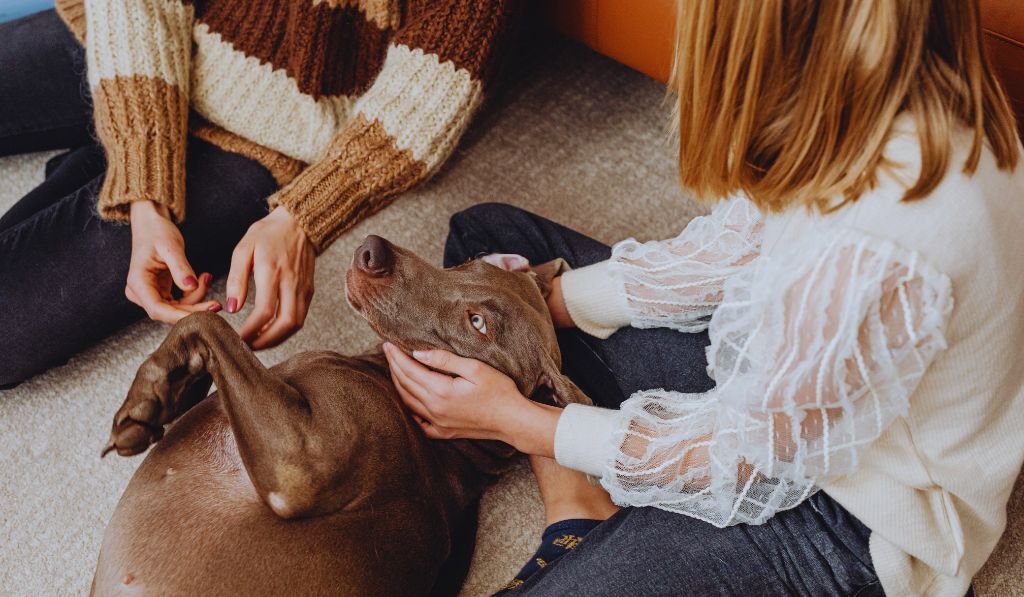 Dog Front Leg Limp Home Remedies