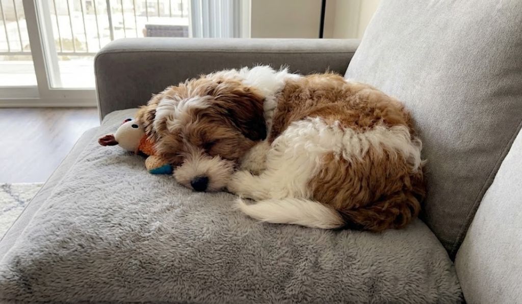 Living with Teacup Teddy Bear Dog