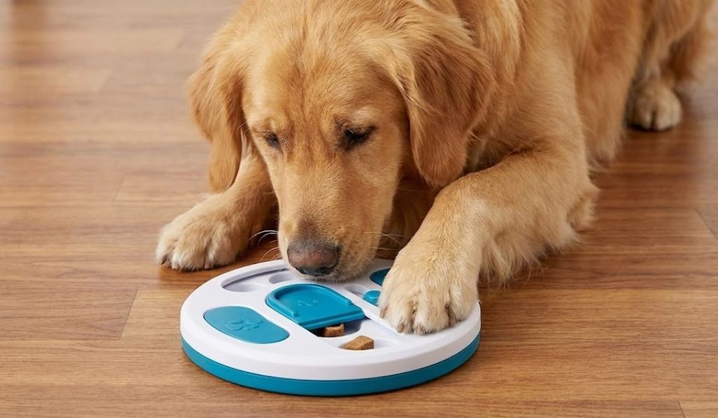 DIY Enrichment Ideas