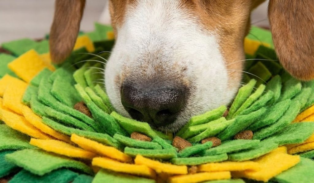 Food Based Enrichment